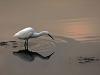 Aigrette