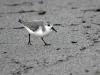 Becasseau Sanderling