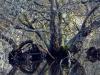l'Arbre à ragondins