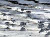 Becasseaux Sanderling