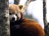 Panda Roux
