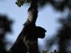 Singe Siamang