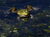 Grenouille Verte