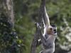 Gibbon