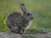 lapin