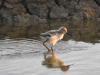 poussin d'avocette
