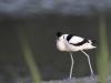 Avocette Elegante