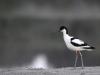 Avocette (très) Elégante