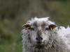 Mouton