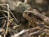 Crapaud Commun