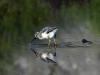 Poussin d'avocette