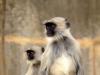 Langur