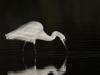 Aigrette Garzette