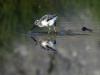 Avocette Elegante