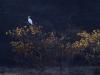 Grande Aigrette