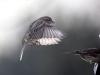 Moineau domestique