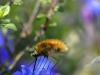 Bombylius major