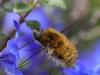 Bombylius major