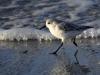 Becasseau Sanderling
