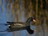 Gallinule poule-d'eau